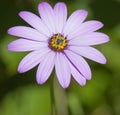 Close up of violet pink daisy