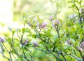 Close up violet pink magnolia flowers with sunlight. Beautiful blossomed branches with green leaves in spring. Magnolia flower Royalty Free Stock Photo