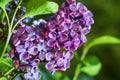 Close Up of Violet Pinky Flowering Lilac