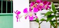 Close up violet or purple orchid flower bouquet and green leaves with blurred white cement wall and green fence background Royalty Free Stock Photo