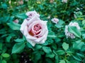 Close up of violet rose: Mainzer Fastnacht Royalty Free Stock Photo