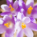 Close -up of violet small crocus flowers