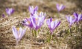 Close -up of violet small crocus flowers