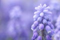 Close up of violet spring flower