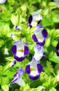 Close up of violet Torenia flower Royalty Free Stock Photo