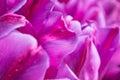 Close-up of violet tulip petals