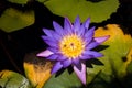 Close up of violet water lily, bee on the flower Royalty Free Stock Photo