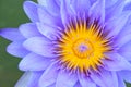 Close up violet water lily Royalty Free Stock Photo