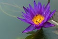 Close-up of violet lotus flower with bees at yellow pollen