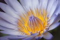 Close up of violet water lily