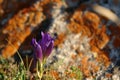 A close up of violet wild flowers of Gentiana decumbens (Siberian gentian), growing in Tazheran / Tazheranskaya steppe