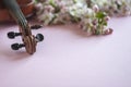 Close up of violin fingerboard and branch of blossoming apple tree on pastel candy pink background Royalty Free Stock Photo