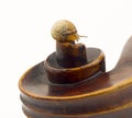 Close up of violin scroll with a small snail Royalty Free Stock Photo