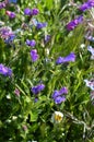 Close-up of Viper`s Bugloss Flowers, Blueweed, Echium Vulgare, Nature, Macro