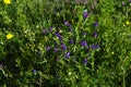 Close-up of Viper`s Bugloss Flowers, Blueweed, Echium Vulgare, Nature, Macro