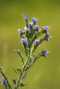 Closeup of viper\'s bugloss flowers with green blurred background Royalty Free Stock Photo