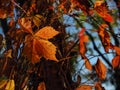 close up of virginia creeper wild wine leaf in autumn colors in the sunlight