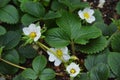 Virginia strawberry flowers