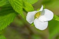 Close-up of a Virginia Wild Strawberry Flower