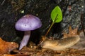 Viscid Violet Cort - Cortinarius iodes Royalty Free Stock Photo