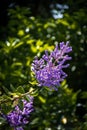 Close up of Vitex Agnus purple flowers