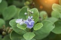 Close up of Vitex trifolia Linn