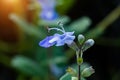 Close up of Vitex trifolia Linn or Indian Privet plant