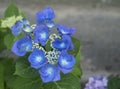 Close up vivid blue Hydrangea flower, Hydrangea macrophylla blooming in a garden. Beautiful blossom hortensia flowers in Royalty Free Stock Photo