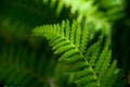 Fern eaves in moody light Royalty Free Stock Photo