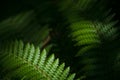 Fern eaves in moody light Royalty Free Stock Photo