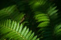 Fern eaves in moody light Royalty Free Stock Photo