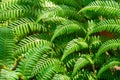 Fern eaves in moody light Royalty Free Stock Photo