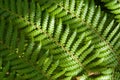 Fern eaves in moody light Royalty Free Stock Photo