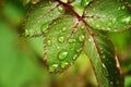 Close up of a vivid green rose leaf with rain water drops with copy space Royalty Free Stock Photo