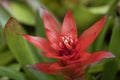 Close-up of vivid orange bromeliads flower blooming with natural light in the tropical garden.