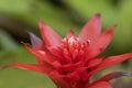 Close-up of vivid orange bromeliads flower blooming with natural light in the tropical garden.