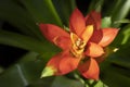 Close-up of vivid orange bromeliads flower blooming with natural light in the tropical garden.