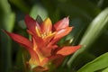 Close-up of vivid orange bromeliads flower blooming with natural light in the tropical garden.