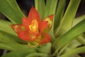 Close-up of vivid orange bromeliads flower blooming with natural light in the tropical garden. Royalty Free Stock Photo