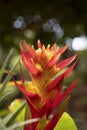 Close-up of vivid orange bromeliads flower and yellow pollen blooming with natural light in the tropical garden. Royalty Free Stock Photo