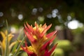 Close-up of vivid orange bromeliads flower and yellow pollen blooming with natural light in the tropical garden. Royalty Free Stock Photo
