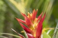 Close-up Of Vivid Orange Bromeliads Flower And Yellow Stamen Blooming With Natural Light In The Tropical Garden.