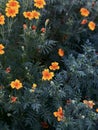 Vibrant Marigolds in Bloom