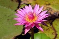 Close up of a Vivid Pink Lotus Flower Blooming in the Sunlight with Blurred Green Leaves in Background Royalty Free Stock Photo