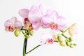 Close up vivid pink Phalaenopsis orchid flowers in full bloom in a garden pot near a white wall in a sunny summer day, beautiful Royalty Free Stock Photo