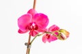 Close up vivid pink Phalaenopsis orchid flowers in full bloom in a garden pot near a white wall in a sunny summer day, beautiful Royalty Free Stock Photo