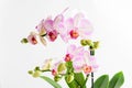 Close up vivid pink Phalaenopsis orchid flowers in full bloom in a garden pot near a white wall in a sunny summer day, beautiful Royalty Free Stock Photo