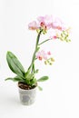 Close up vivid pink Phalaenopsis orchid flowers in full bloom in a garden pot near a white wall in a sunny summer day, beautiful Royalty Free Stock Photo