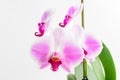 Close up vivid pink Phalaenopsis orchid flowers in full bloom in a garden pot near a white wall in a sunny summer day, beautiful Royalty Free Stock Photo