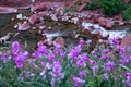 CLOSE UP: Vivid purple flowers grow by the river flowing through the red gorge. Royalty Free Stock Photo
